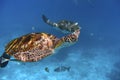 Green turtle swimming in a blue ocean Royalty Free Stock Photo