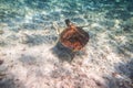 Green turtle swimming in the Caribbean sea Royalty Free Stock Photo