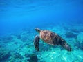 Green turtle swimming in Caribbean seawater. Sea turtle in wild nature Royalty Free Stock Photo