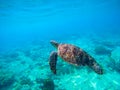 Green turtle swimming in Hawaiian seawater. Sea turtle in wild nature. Royalty Free Stock Photo