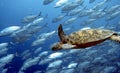 Green turtle swimming with jacks Royalty Free Stock Photo