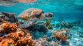 Green Turtle Swimming Over Coral Reef Royalty Free Stock Photo