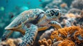 Green Turtle Swimming Over Coral Reef Royalty Free Stock Photo