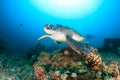 Green Turtle swimming on a reef