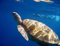 Green Turtle Swimming Royalty Free Stock Photo