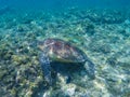 Green turtle swimming in sanctuary lagoon. Sea turtle in sea water. Royalty Free Stock Photo