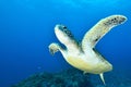 Green Turtle