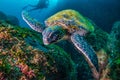 Green Turtle