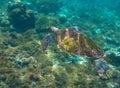 Green turtle swimming in the sea. Snorkeling with turtle. Royalty Free Stock Photo