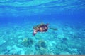 Green turtle swimming in the sea. Snorkeling with turtle. Royalty Free Stock Photo