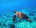 Green turtle swimming in tropical seawater. Sea turtle in wild nature. Royalty Free Stock Photo