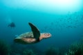 Green Turtle Swimming Royalty Free Stock Photo