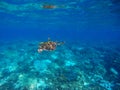 Green turtle swimming underwater close photo. Wild animal of tropical sea. Royalty Free Stock Photo