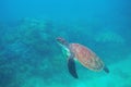 Green turtle swimming underwater photo. Sea turtle closeup. Oceanic animal in wild nature. Summer vacation activity Royalty Free Stock Photo