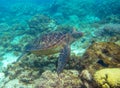 Green turtle swimming underwater photo. Sea turtle closeup. Oceanic animal in wild nature. Summer vacation Royalty Free Stock Photo