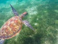Green turtle swims above sea grass. Sea turtle underwater photo Royalty Free Stock Photo