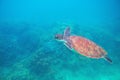 Green turtle in tropic lagoon underwater photo. Sea turtle closeup. Oceanic animal in wild nature Royalty Free Stock Photo