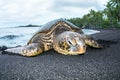 Green turtle on tropical beach Royalty Free Stock Photo