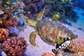 Green turtle, tropical coral reef