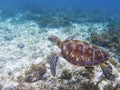 Green turtle in tropical sea shore. Marine tortoise underwater photo. Royalty Free Stock Photo