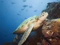 Green turtle underwater