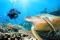 Green turtle underwater