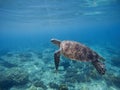 Green turtle underwater in blue ocean. Lovely sea animal in wild nature closeup photo Royalty Free Stock Photo