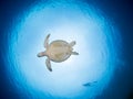 Green turtle underwater