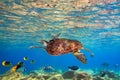 Green turtle underwater in the sea