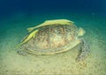 Green turtle with yellow remora Royalty Free Stock Photo