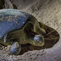 Green turtles at Ras al Jinz Turtle Beach Reserve, Oman Royalty Free Stock Photo