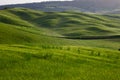 Green Tuscany hills Royalty Free Stock Photo