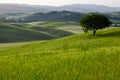 Green Tuscany hills Royalty Free Stock Photo