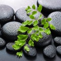 green twig Adiantum fern on zen basalt stones with dew, beautiful spa concept, closeup Royalty Free Stock Photo