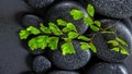 green twig Adiantum fern on zen basalt stones with dew, beautiful spa still life, closeup Royalty Free Stock Photo