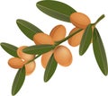 Green twig with argan fruit for aesthetics