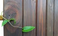 A green twig broke through the dark brown wooden fence. Ivy branch with three leaves.