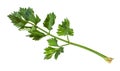 green twig of celeriac (celery) plant isolated Royalty Free Stock Photo