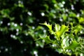 Green twig of holy bush ilex aquifolium, can be used asi winter background