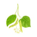 Green twig of linden. Blooming Tilia Cordata tree vector illustration