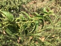 Sprig of nettle on the background of grass. Royalty Free Stock Photo