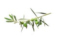 Green twig of olive tree branch with berries isolated on white background Royalty Free Stock Photo