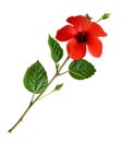 Green twig with red hibiscus flower and leaves isolated Royalty Free Stock Photo