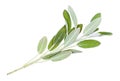 Green twig of sage salvia officinalis isolated