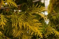 twig thuja close-up