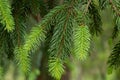 Twigs of conifers up close showing the annual growth of different color