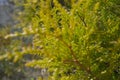 Green twigs of tuja occidentalis close up, evergreen hedge, hedgerow background Royalty Free Stock Photo