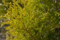 Green twigs of tuja occidentalis close up, evergreen hedge, hedgerow background Royalty Free Stock Photo