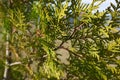 Green twigs of tuja occidentalis close up, evergreen hedge, hedgerow background Royalty Free Stock Photo