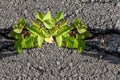 Green twigs of young maple seedling tree grow in the asphalt road crack